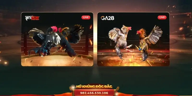 About UK88's cockfighting
